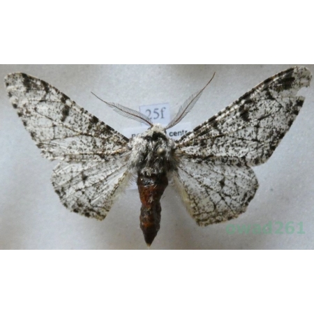 Biston betularia (Linnaeus, 1758) Krępak nabrzozak Czech25f